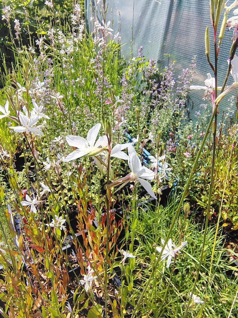 Gaura Whirling Butterfly (Prachtkaars) P9, Tuin en Terras, Ophalen, Vaste plant