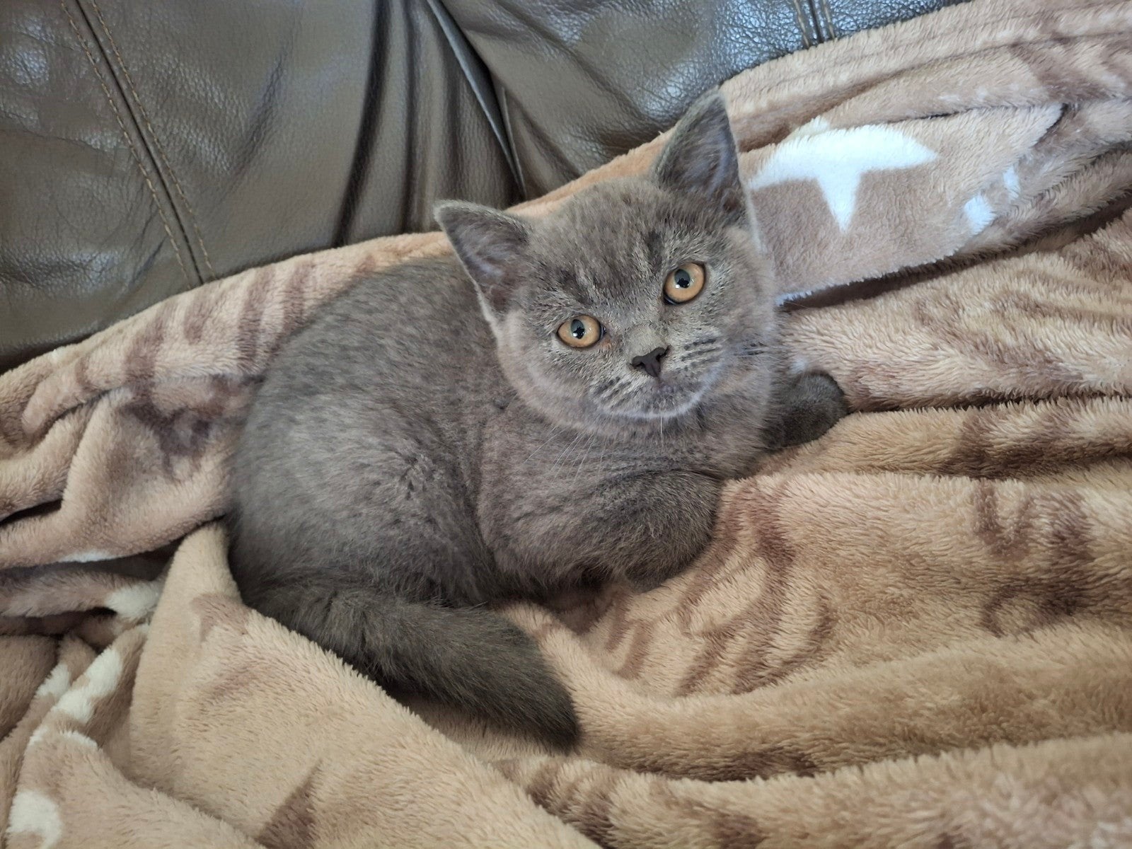Brits korthaar kitten, Chat, Avec puce électronique, 0 à 2 ans