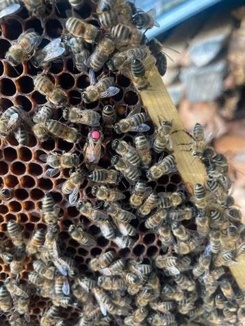 Buckfast F1 koninginnen - honingbijen, Dieren en Toebehoren, Insecten en Spinnen, Bijen