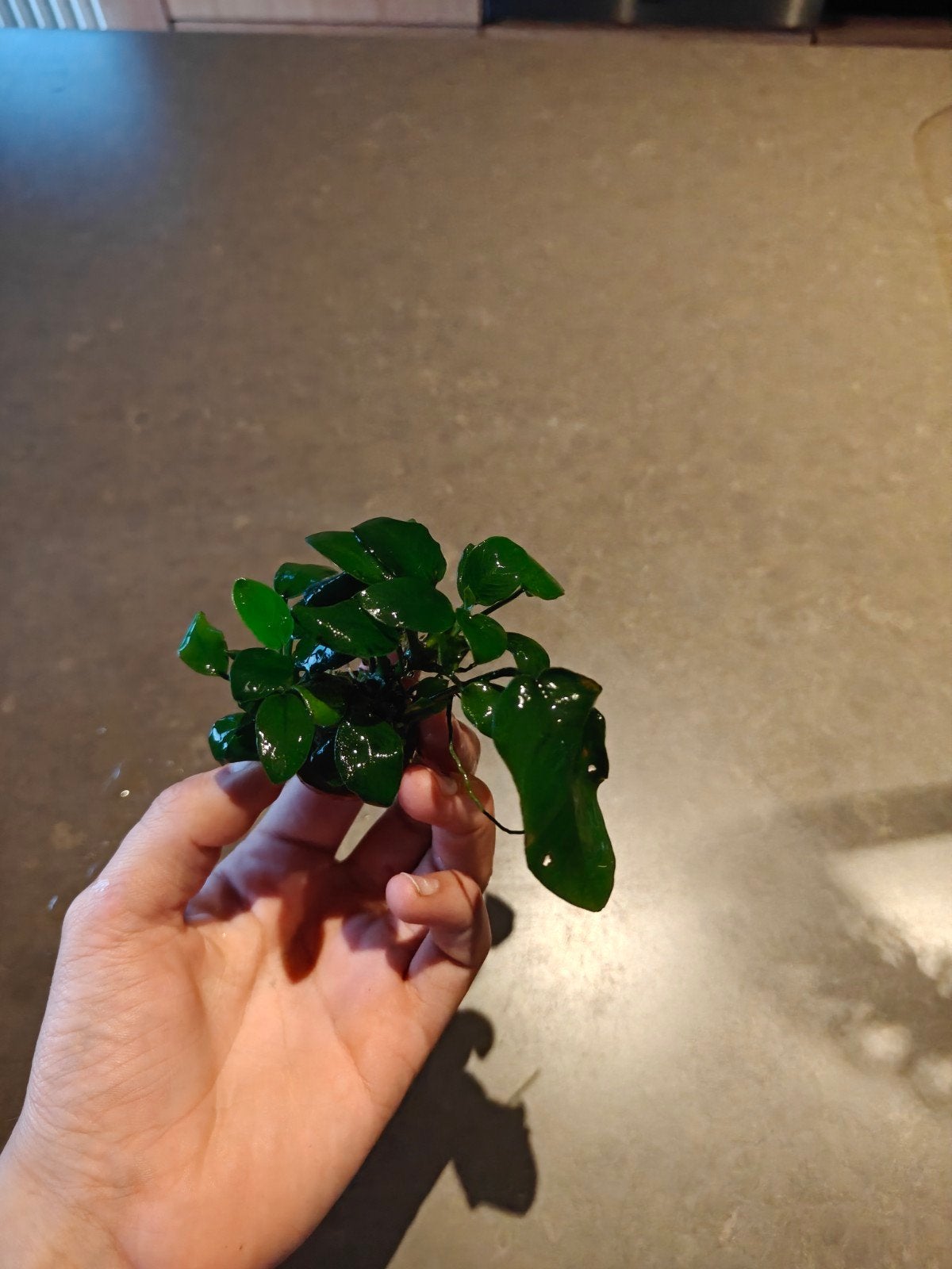 anubias aquariumplant, Ophalen of Verzenden, Inclusief planten, Zo goed als nieuw, Decoratie