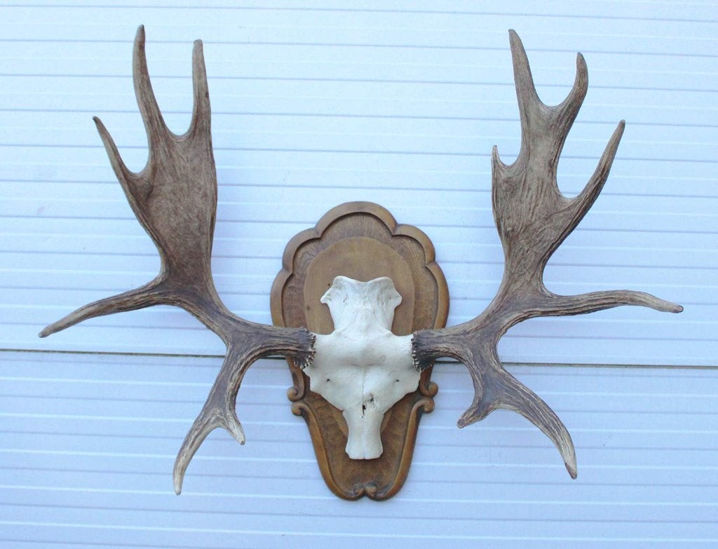 Groot decoratief ELAND GEWEI op houten schild - ref. K, Verzamelen, Dierenverzamelingen, Ophalen, Gebruikt, Hert, Gewei of Kop