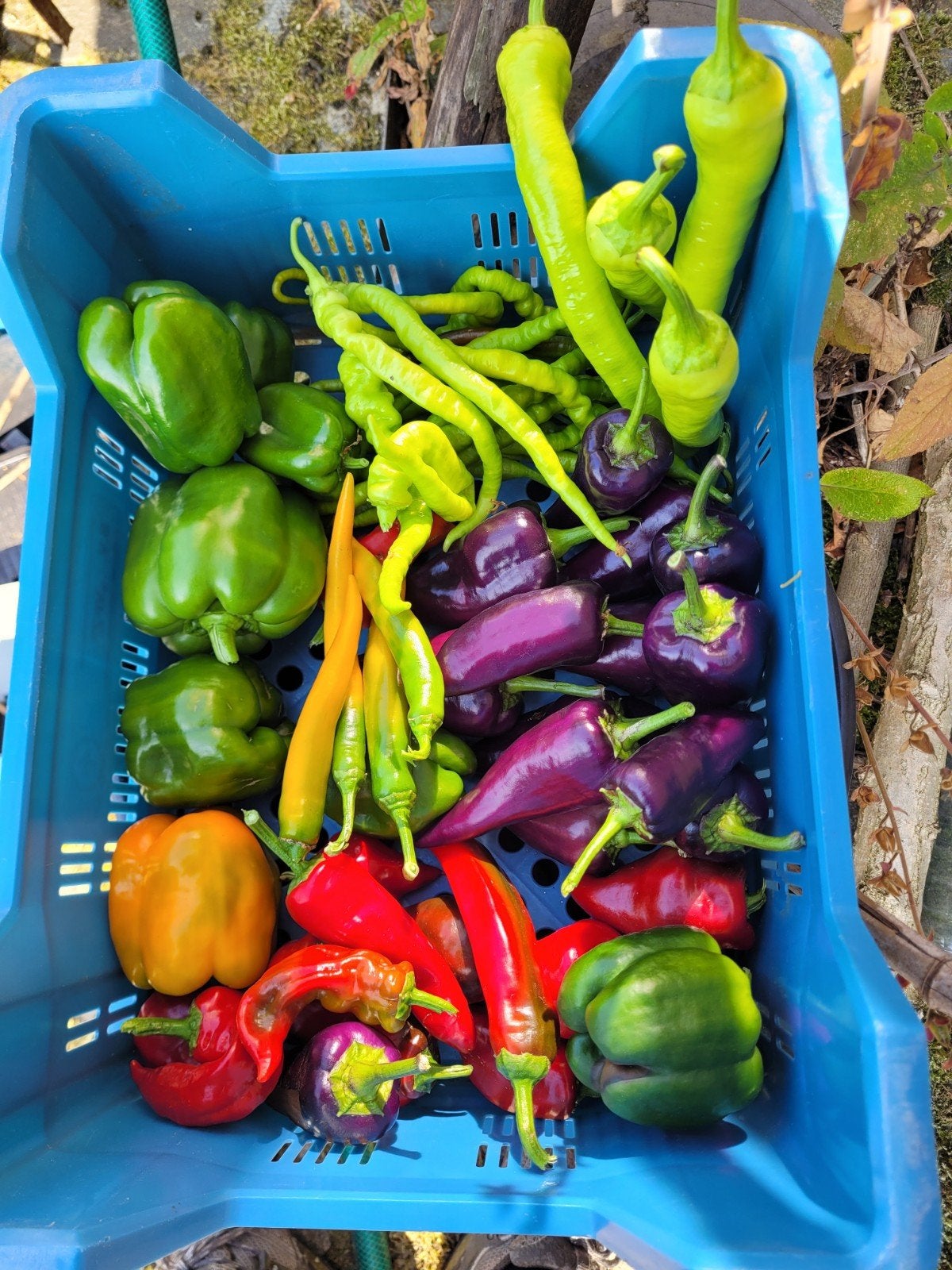 Paprika's: mix van biologisch geteelde paprika 's, Ophalen