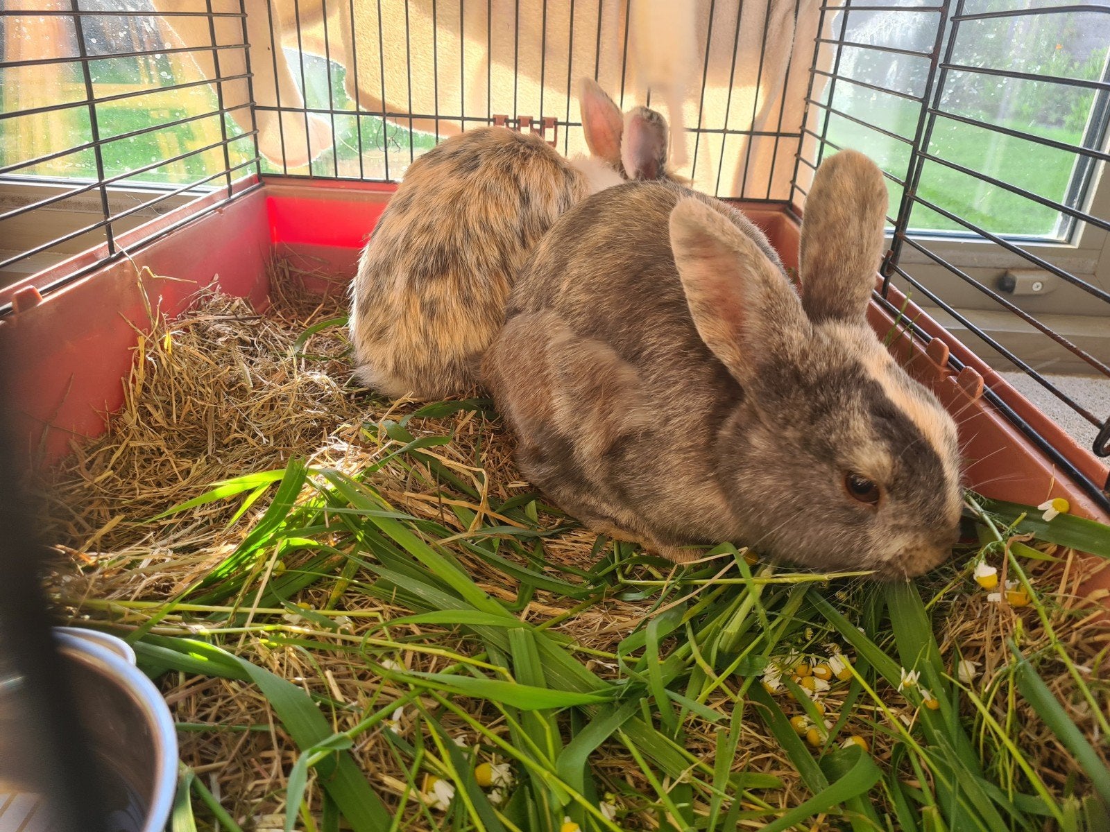 Koppeltje konijntjes beschikbaar, Dieren en Toebehoren, Konijnen