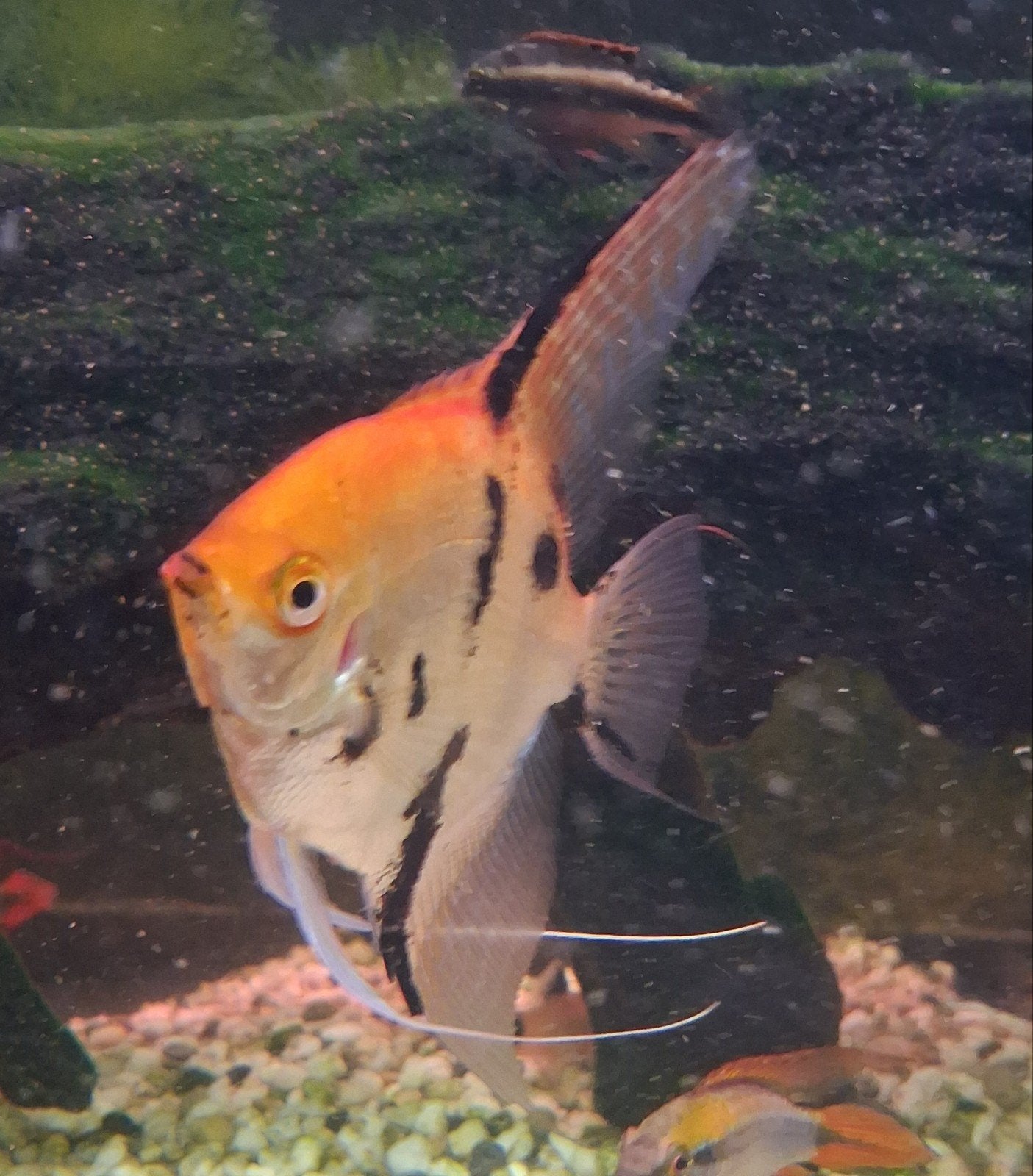 4 maanvissen, scalaire 60 euro samen, Dieren en Toebehoren