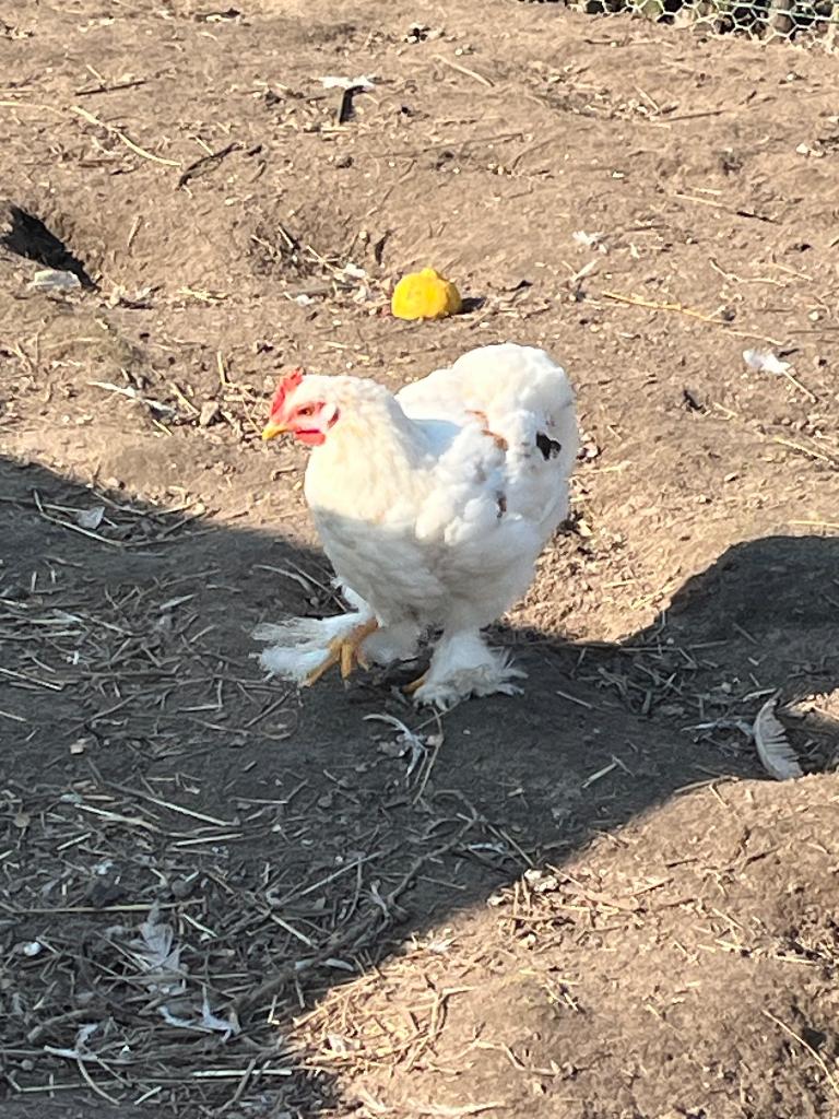 Haan, Dieren en Toebehoren, Mannelijk, Kip