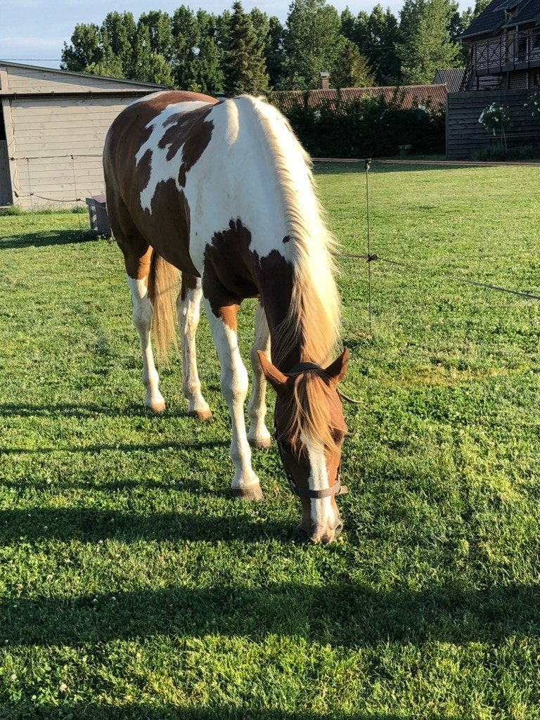 weidemaatje, Gechipt, Ruin, Zadelmak, 7 tot 10 jaar