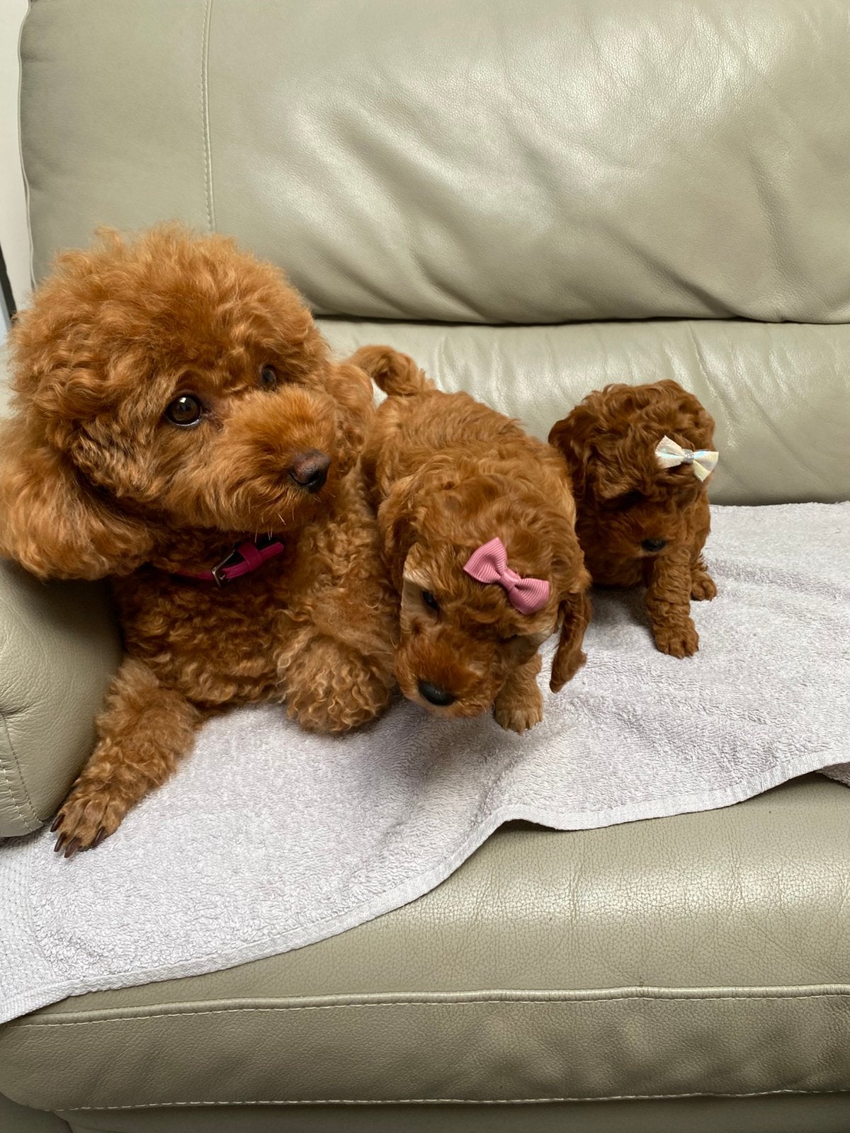 Puppy’s te koop kleine Dwergpoedel Donker Abrikoos, Dieren en Toebehoren, Poedel, België, Fokker | Hobbymatig, 8 tot 15 weken