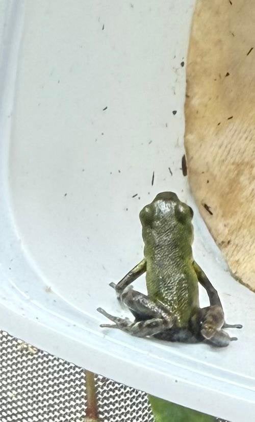Oophaga pumilio punta laurent man