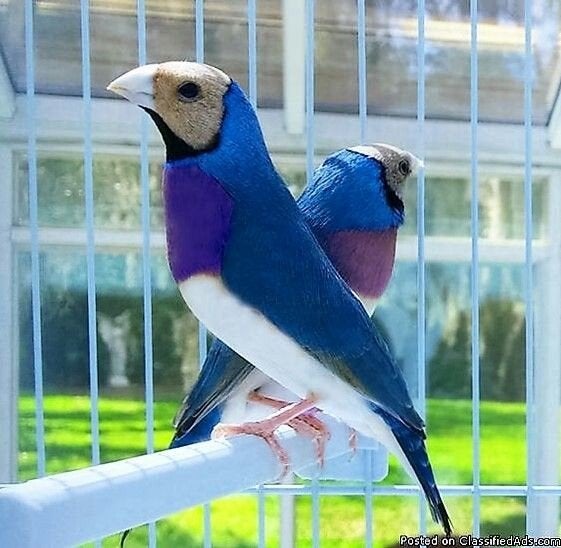 Je cherche un couple de gould diamant, Animaux & Accessoires, Oiseaux | Oiseaux Autre