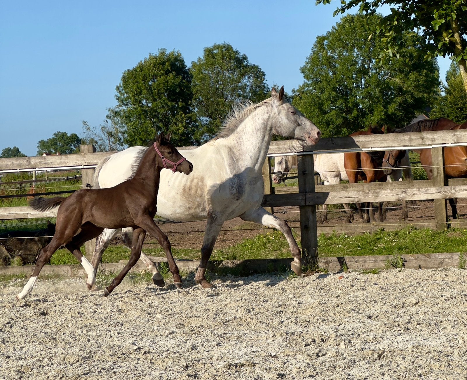 Appaloosa unique de Casall ASK, Animaux & Accessoires, Avec pedigree, 160 à 165 cm, 0 à 2 ans, Jument