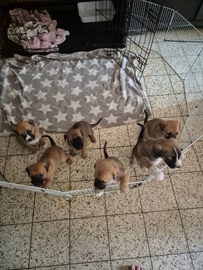 6 puppies zoeken gouden mandje nogen binnen 3 weken weg, Juni, Meerdere dieren
