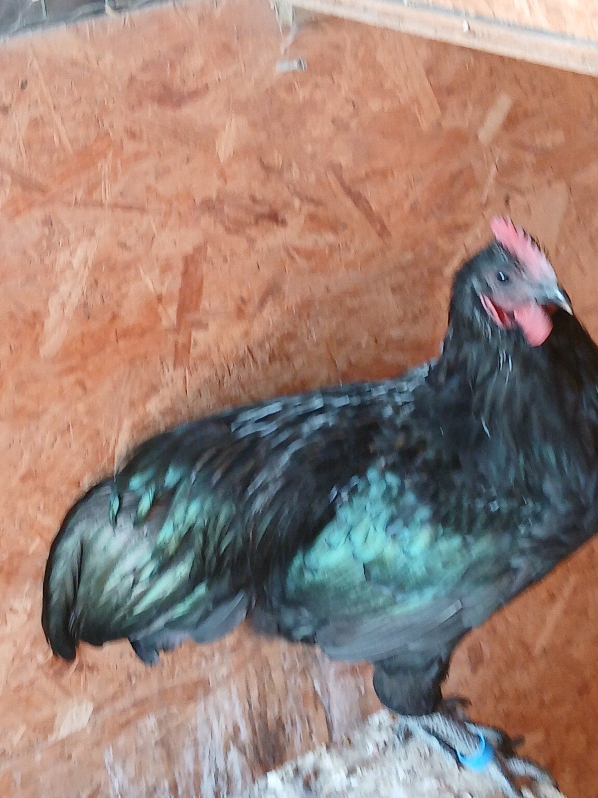 australorp haan, Dieren en Toebehoren, Pluimvee