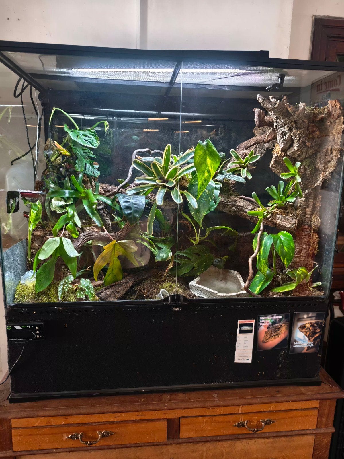 Exo Terra 90x45x90 full équipé + 1.1 Rhacodactylus Lechianus, Enlèvement, Utilisé, Terrarium ou Paludarium