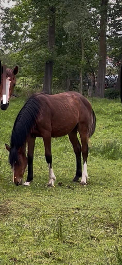 Jaarling merrie, Dieren en Toebehoren, Paarden, Merrie