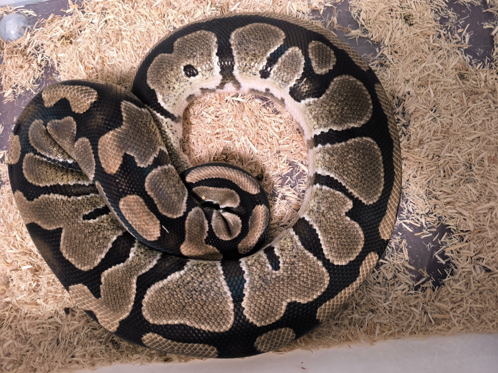 0.1 wildkleur 100% dh pied / desert ghost 2021 bewezen, Animaux & Accessoires
