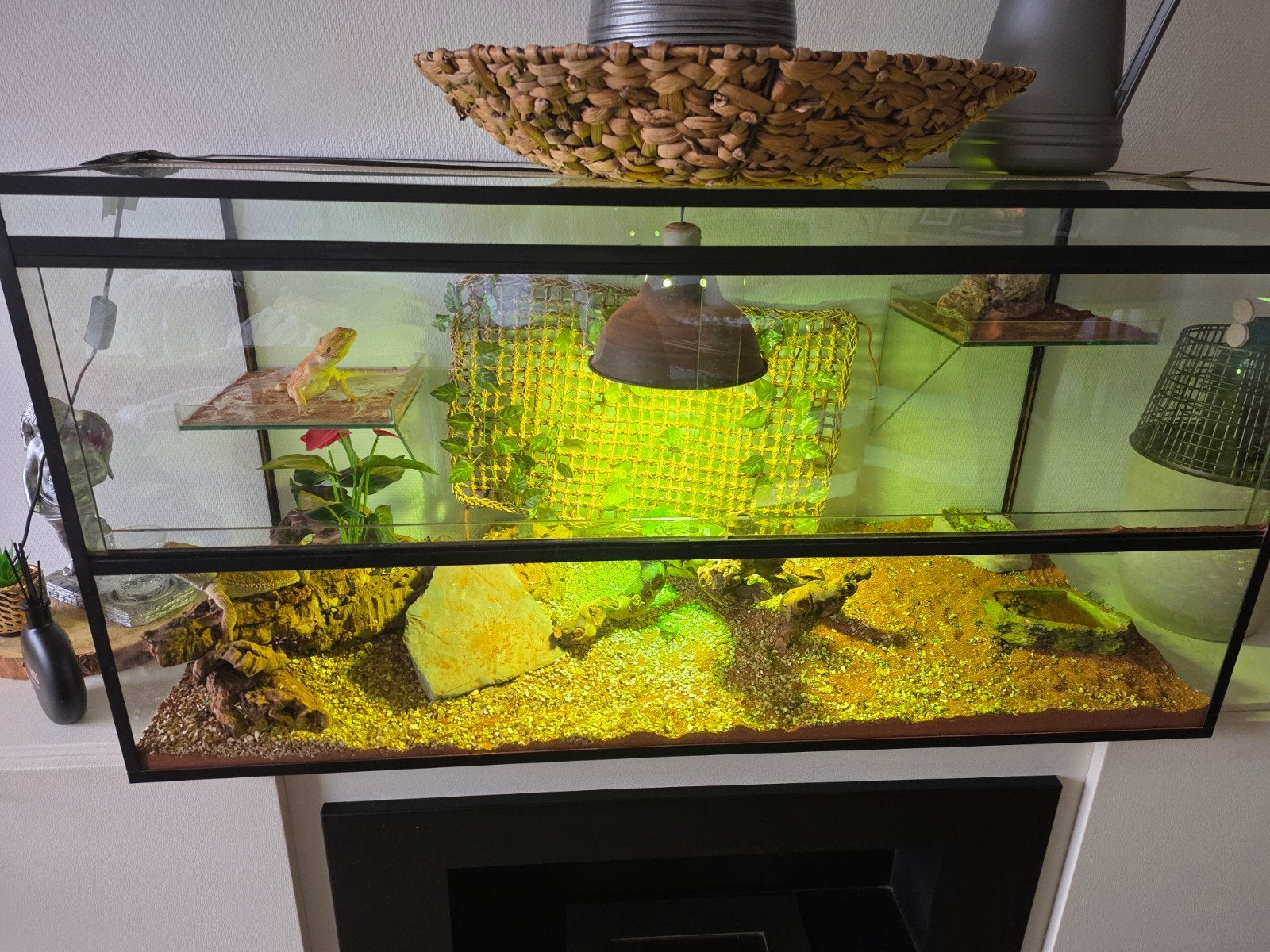 Terrarium met 2 baardagamen, Dieren en Toebehoren, Ophalen of Verzenden