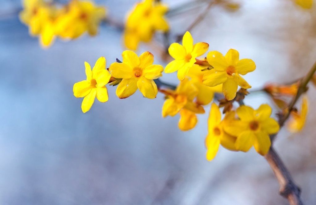Winterjasmijn - Jasminum nudiflorum, Tuin en Terras, Ophalen, Overige soorten, Struik, 100 tot 250 cm