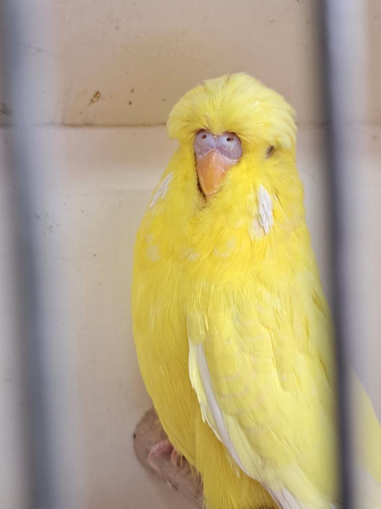 Tt gerichte engelse lutino grasparkieten, Dieren en Toebehoren
