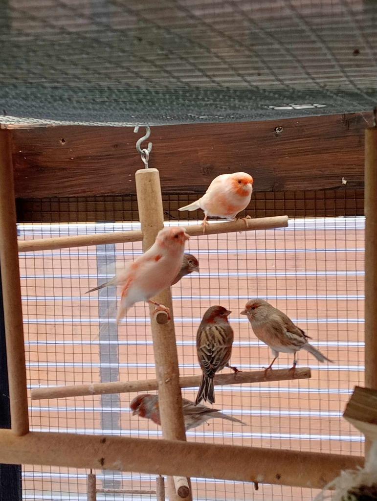 vogels Harlekijn van dit jaar mannen en poppen..25 euro stuk