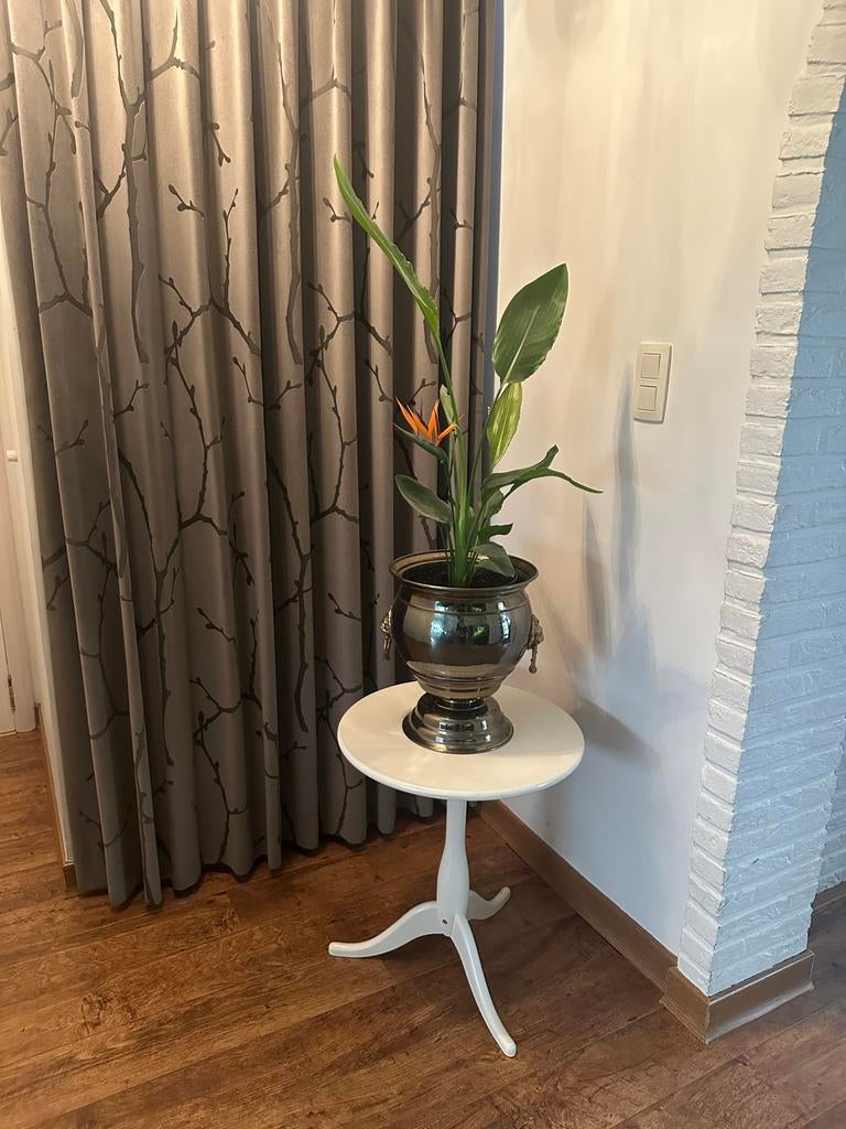 Koperen pot bloempot met leeuwenkop plant strelitzia reginae, Enlèvement