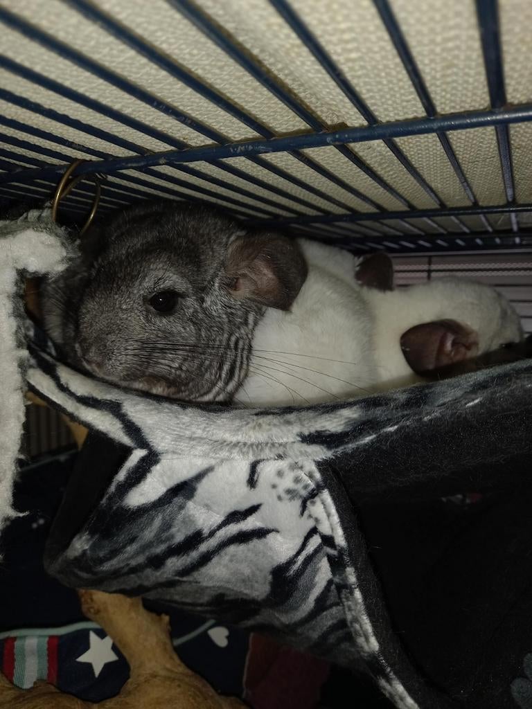 Chinchila, Dieren en Toebehoren, Juni, Meerdere dieren