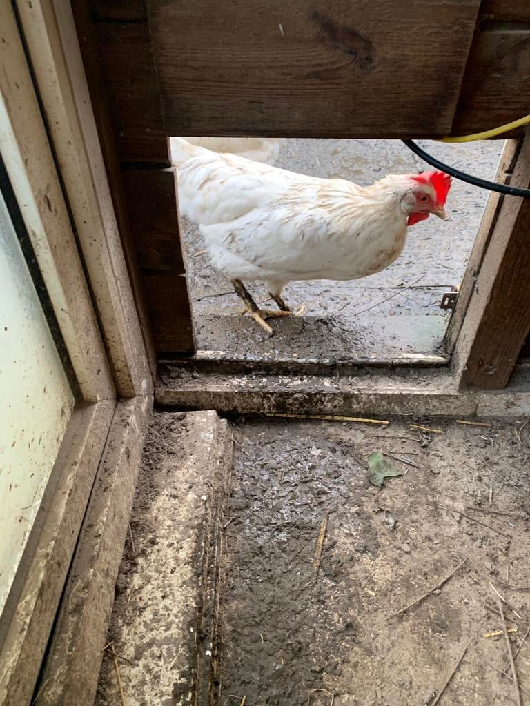 Poule leghorn