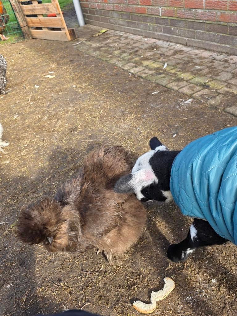 Broedeieren zijdehoen, Dieren en Toebehoren