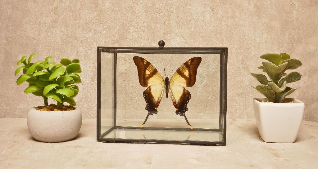 vlinder in glazen box, Verzamelen, Ophalen of Verzenden, Nieuw, Overige soorten, Overige typen