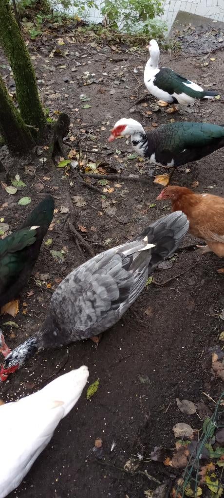 barbarie eenden, Meerdere dieren, Eend