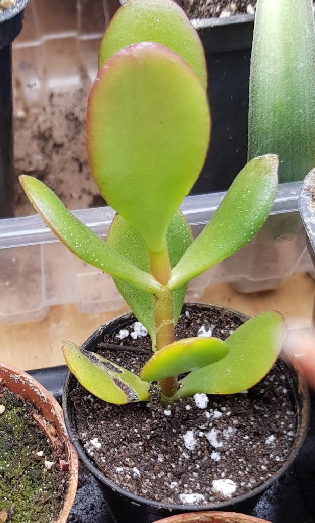 plante succulente - crassula, Enlèvement ou Envoi, Plante succulente