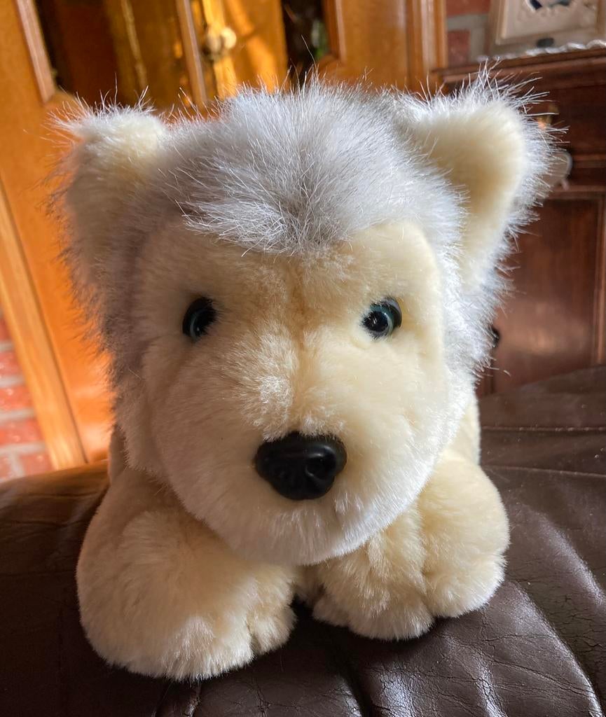 Chiot husky avec boules à l'intérieur de 38 cm, yeux bleus, Enlèvement, Comme neuf, Chien