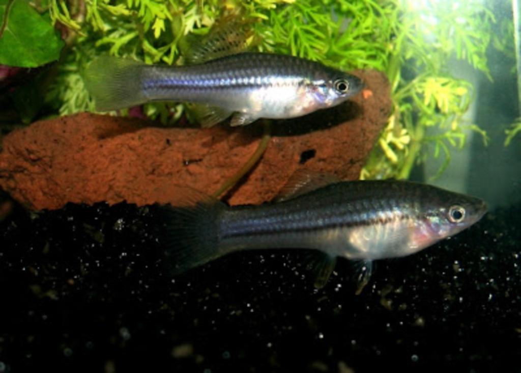 zwaarddragers