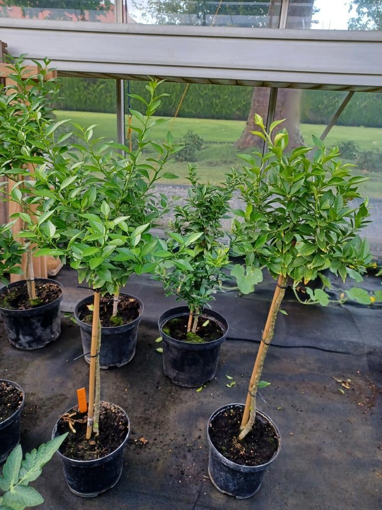 Citrus myrtifolia 'chinotto', Jardin & Terrasse, Plantes | Arbres, En pot, Enlèvement