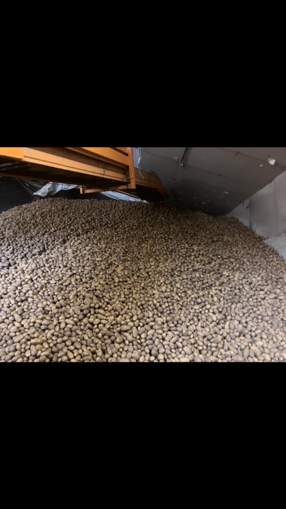 Aardappelen Challenger, Ophalen