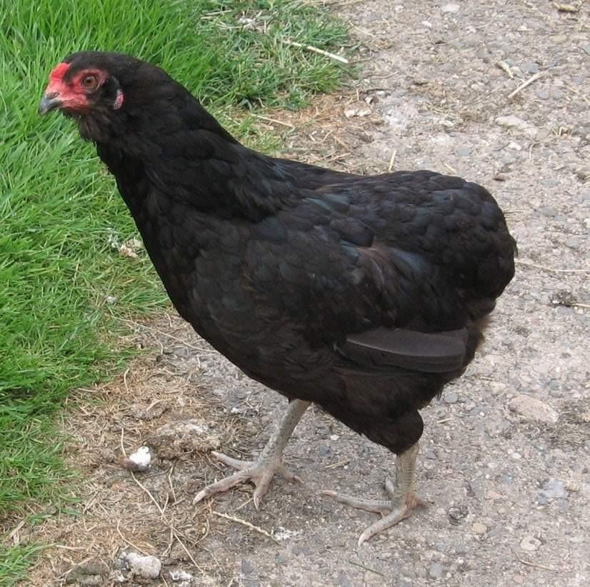 Araucana kippen jonge hennen beschikbaar.