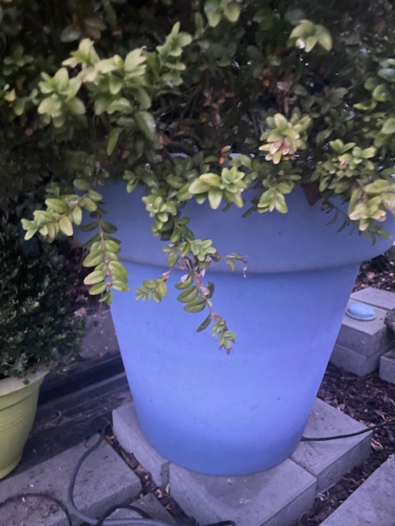 BLOOM heel grote bloempot met licht, Tuin en Terras, Kunststof, 40 cm of meer, Rond, Ophalen of Verzenden