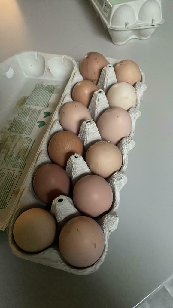 Œufs frais bio - poules heureuses 6 pour 2.5€ et 12 pour 5€, Divers