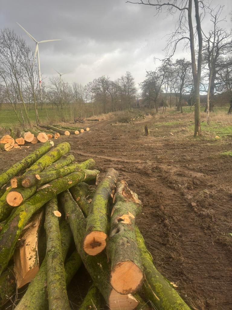 Stamhout esdoorn brandhout, Tuin en Terras, Brandhout, Ophalen, Stammen