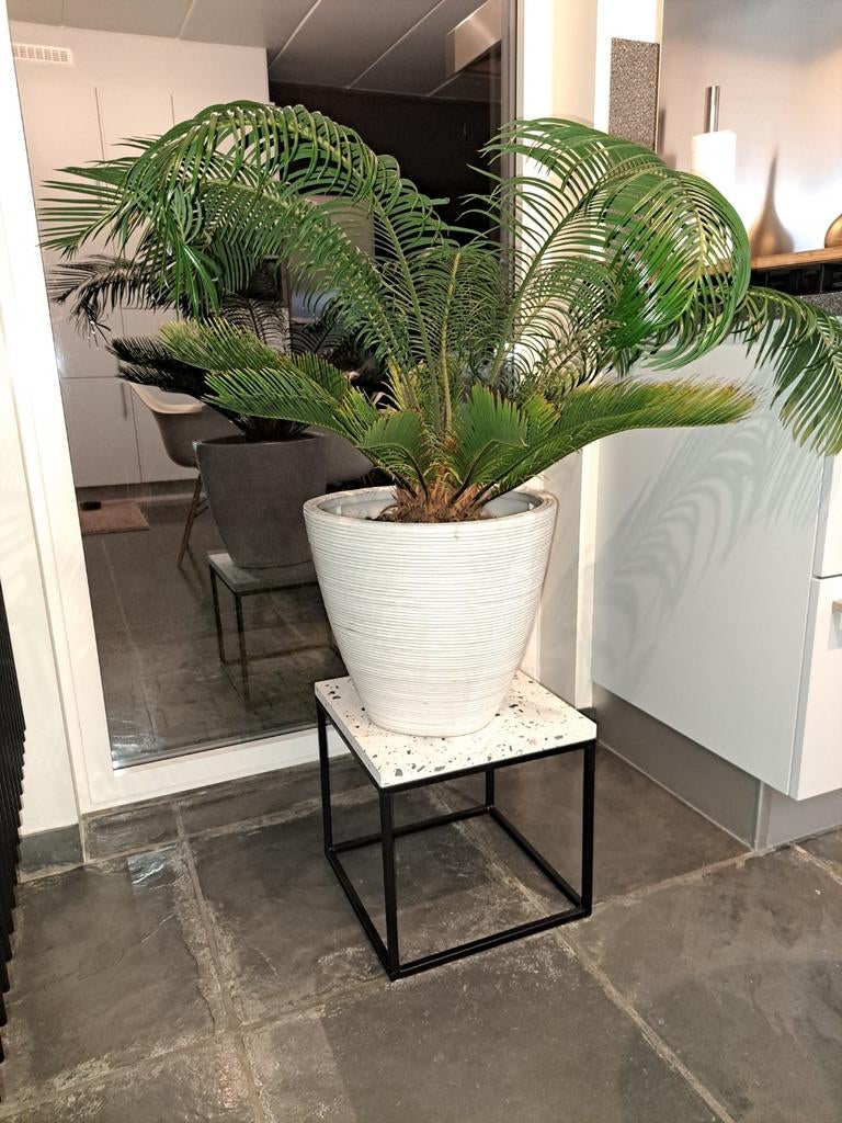 Vredespalm /Cycas Revolitas met bloempot, Ophalen