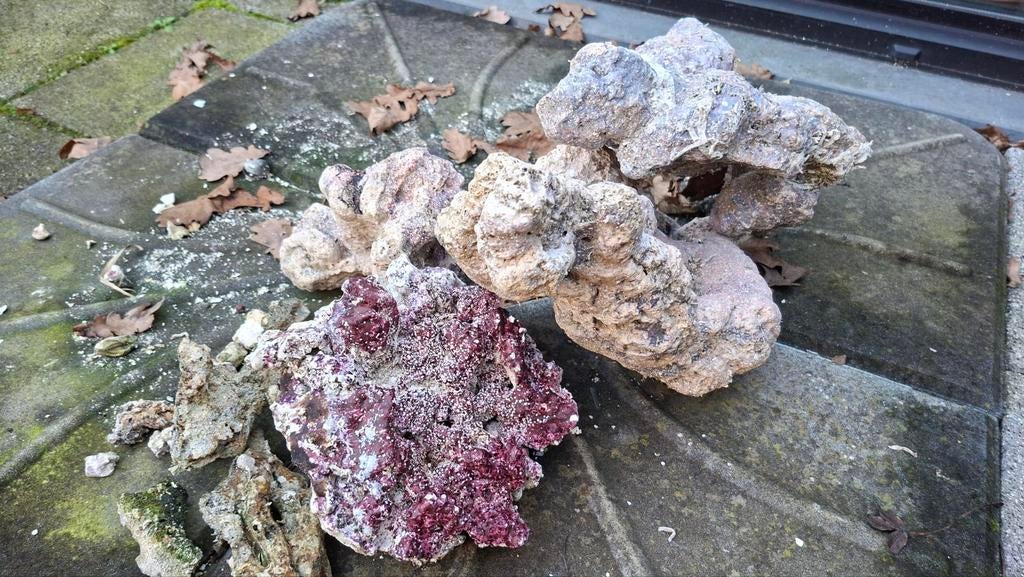 Steen zeeaquarium, Dieren en Toebehoren, Vissen | Aquaria en Toebehoren, Ophalen