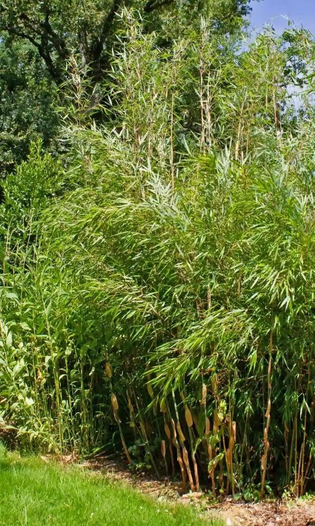 Fargesia rufa, niet woekerende bamboe., Ophalen