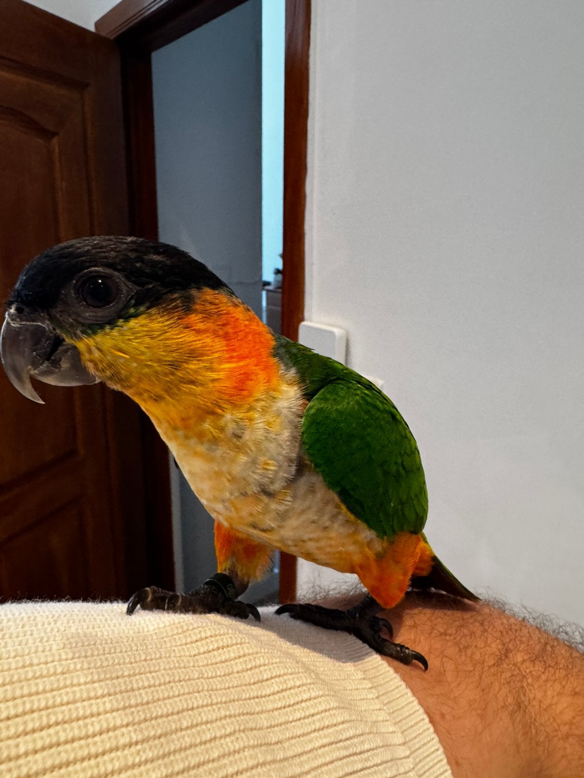 Zwartkop caique, Dieren en Toebehoren, Vogels | Parkieten en Papegaaien, Papegaai, Mannelijk, Pratend, Tam, Geringd