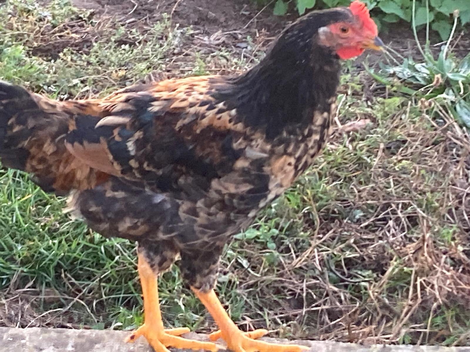 Jonge hanen - zomer 2026, Mâle, Poule ou poulet