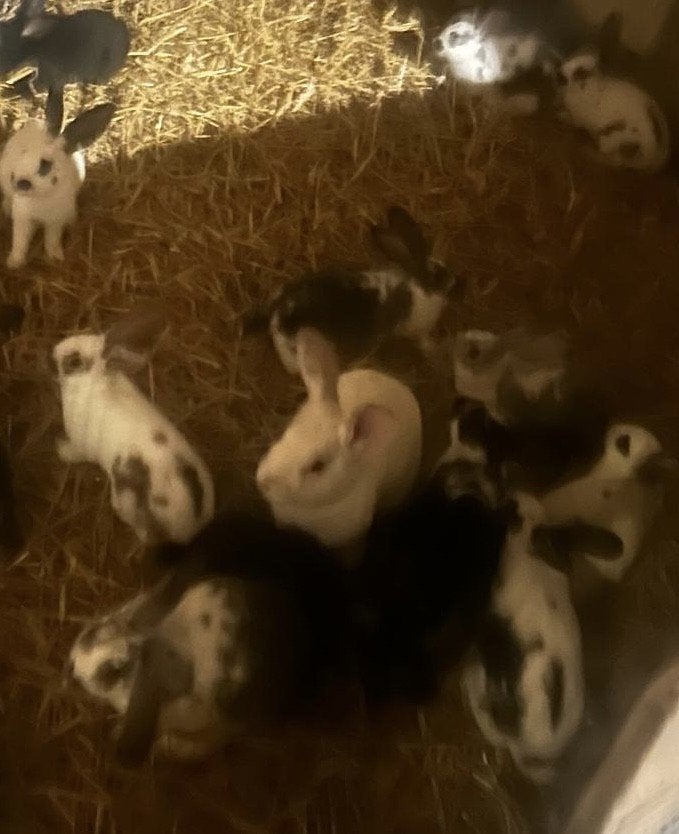 Konijnen te koop, Dieren en Toebehoren, Konijnen, Meerdere dieren, Groot, 0 tot 2 jaar