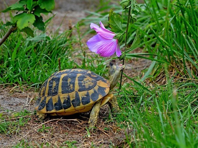 Gezocht: Griekse landschildpad vrouw, Schildpad