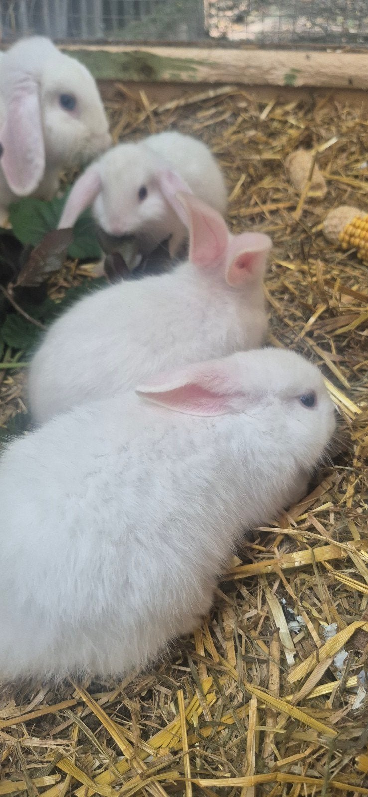 dwergkonijn, Mâle, Nain, Oreilles tombantes, 0 à 2 ans