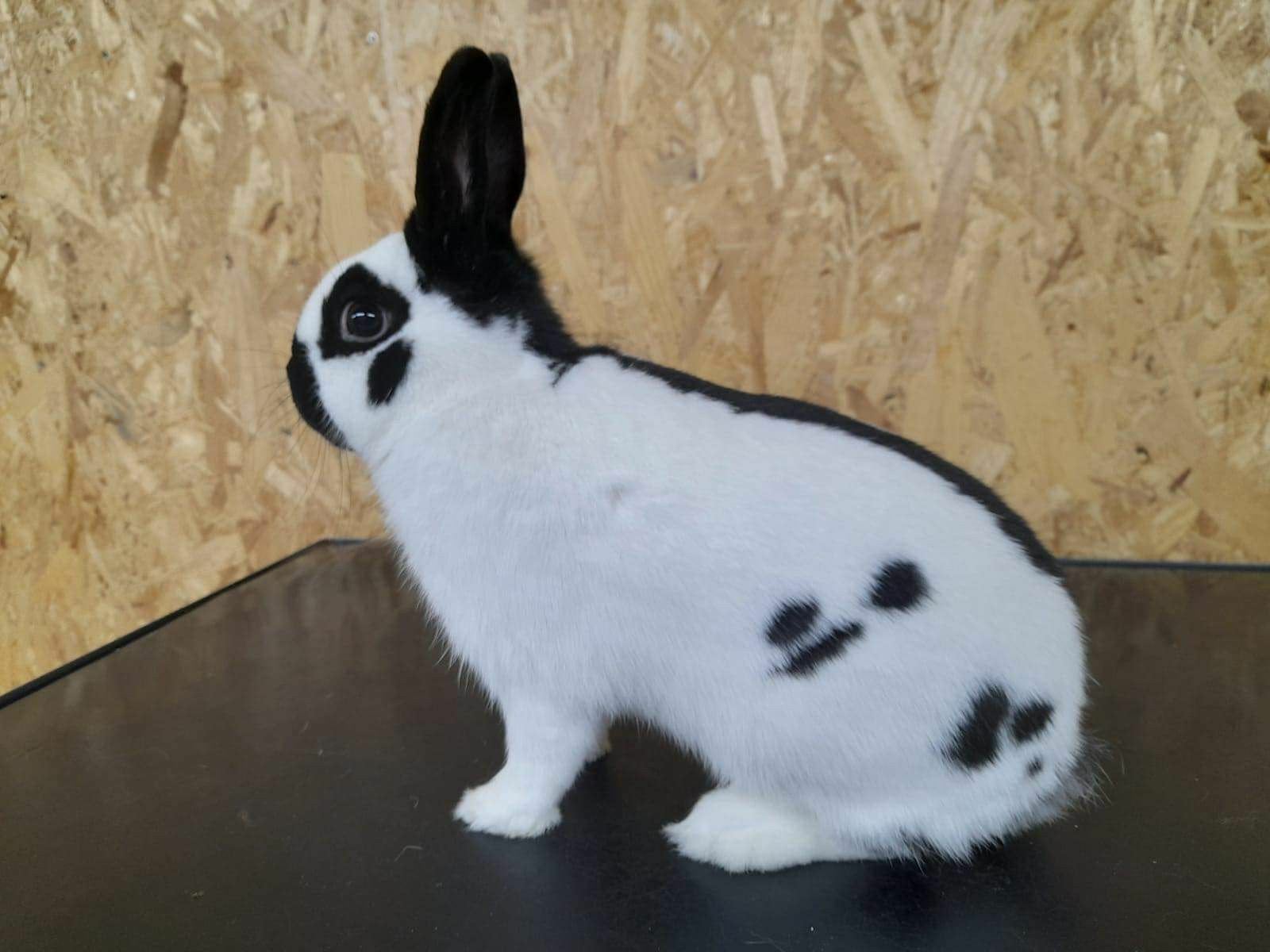 Lotharinger voedster, Dieren en Toebehoren