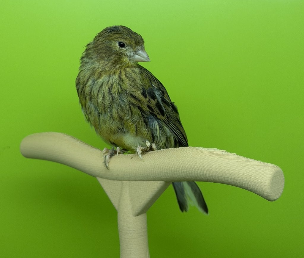 Kanarie van 2026, Dieren en Toebehoren, Vogels | Kanaries, Kleurkanarie