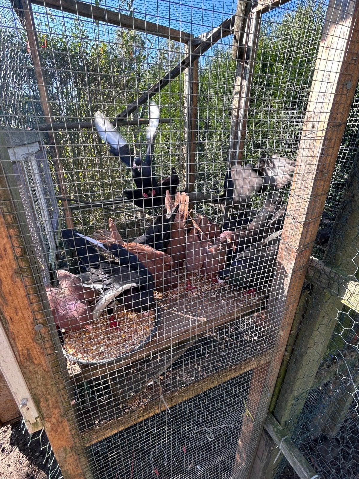 Duiven, Meerdere dieren, Tuimelaar of Roller
