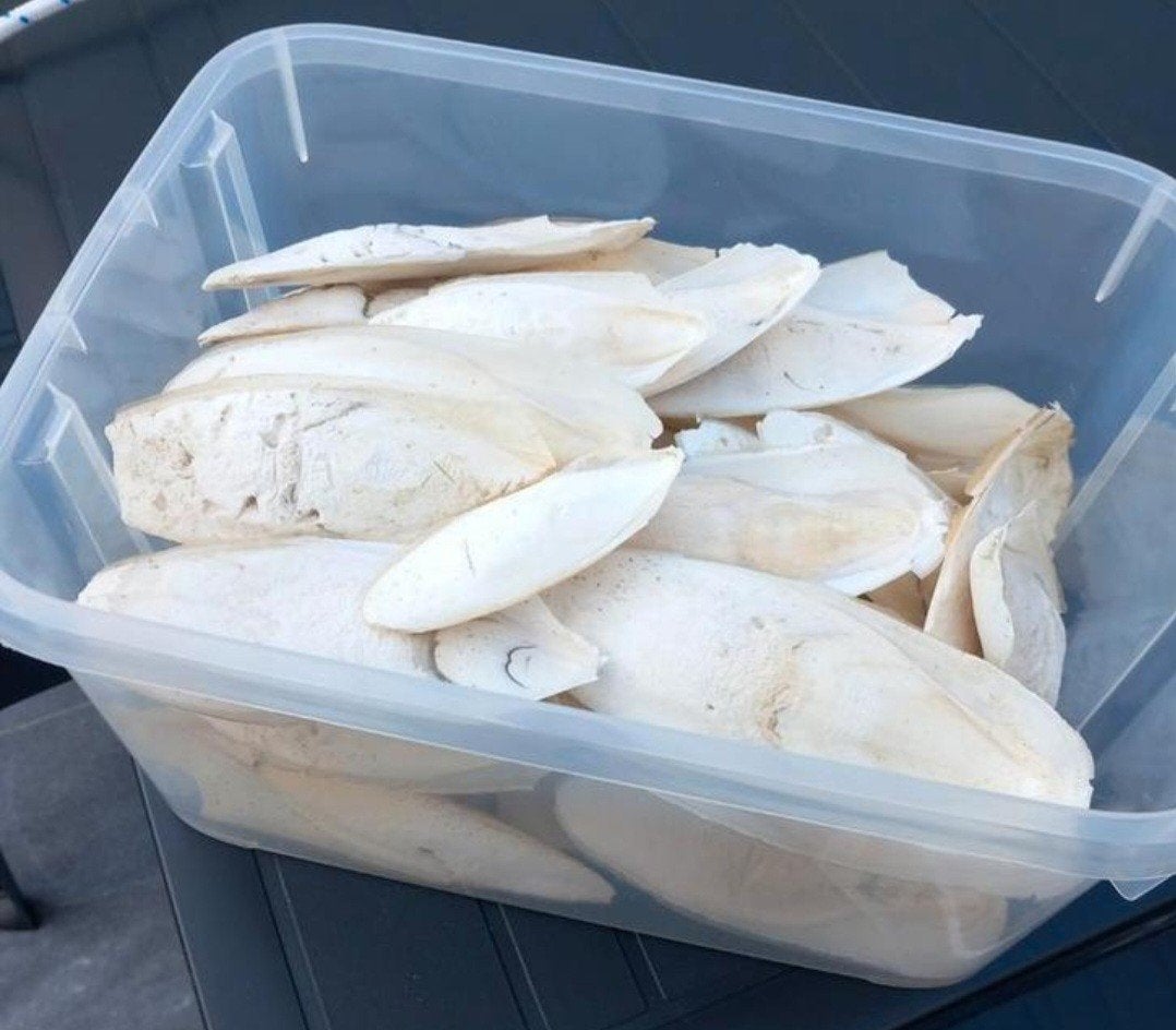 Zeeschuim cuttlebone
Beschikbaar op 1080 Bruxelles in de buu, Ophalen of Verzenden